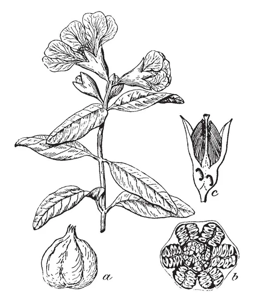 石榴是一种含果实的落叶灌木或在家庭 Lythraceae 的小乔木 生长在5和8米高 复古线条画或雕刻插图 — 图库矢量图片
