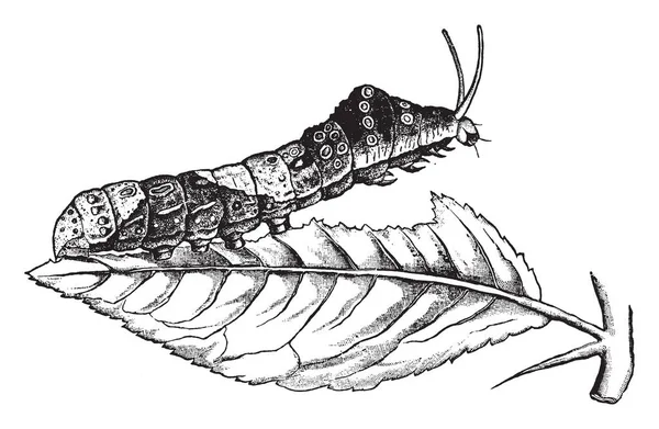 Orangefarbener Hund Ist Raupe Von Papilio Cresphontes Vintage Linienzeichnung Oder — Stockvektor