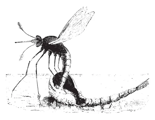 Moskito Ist Eine Kleine Mücke Wie Fliegen Die Die Familie — Stockvektor