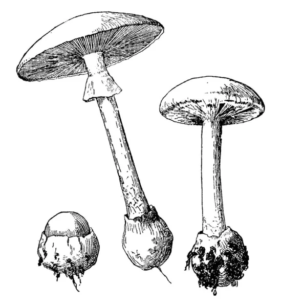 Detta Bild Aktiviteter Amanita Phalloides Utveckling Vintage Linje Ritning Eller — Stock vektor