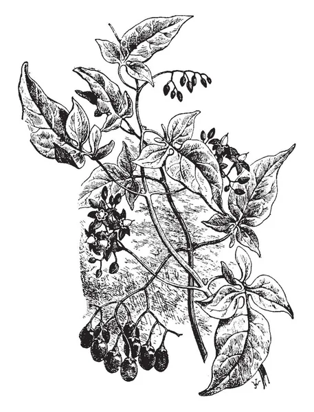 그림이 지속의 Dulcamara를 보이고 달콤한 이라고 합니다 Solanaceae 가족과 유럽과 — 스톡 벡터