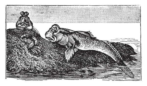 Mudskipper Anfibio Pesce Disegno Linea Vintage Incisione Illustrazione — Vettoriale Stock