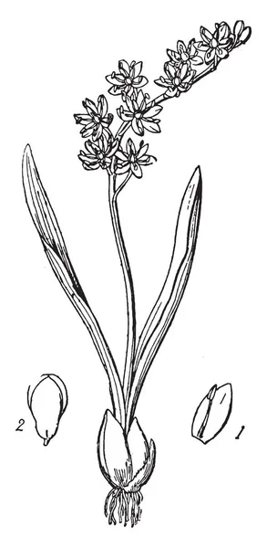 Een Illustratie Toont Geslacht Van Bolvormige Planten Vintage Lijntekening Gravure — Stockvector