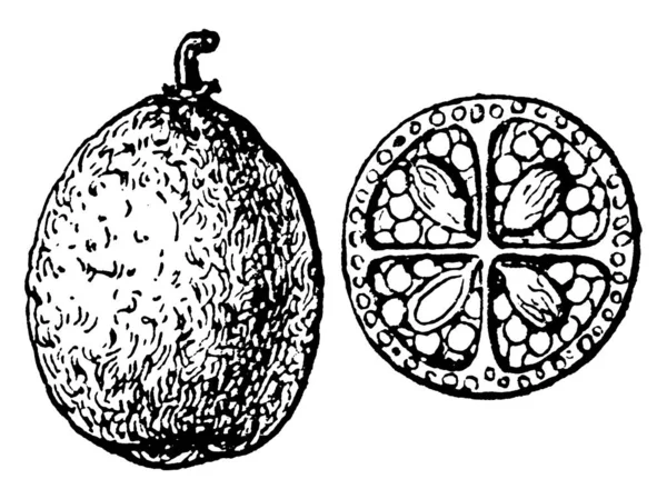 Picture Showing Eremocitrus Glauca Fruit Native Australia Also Known Australian — Stock Vector