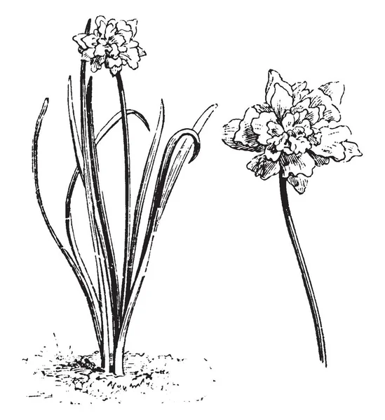 Псевдо Норрисские Растения Нарсисы Имеют Много Общих Названий Двукратные Лилии — стоковый вектор