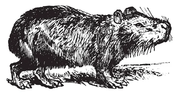 Desenho de Capivara da América do Sul para colorir