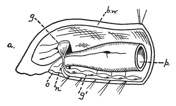 寡形蠕虫是一种变形金刚类的环状蠕虫 一般为海洋 复古线条绘制或雕刻插图 — 图库矢量图片