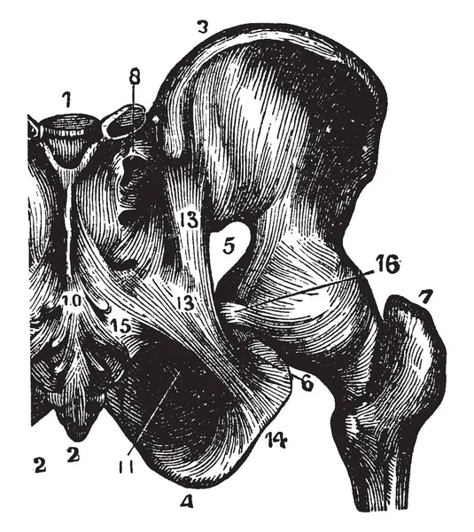 Esta Ilustración Representa Articulación Sacro Isquiática Dibujo Línea Vintage Ilustración — Archivo Imágenes Vectoriales