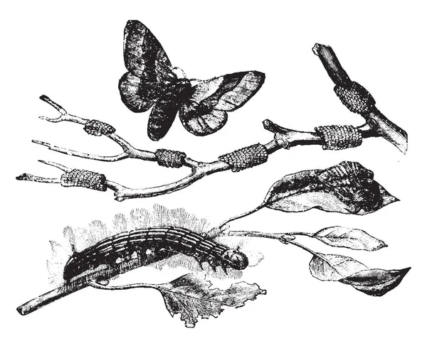 Lackey Moth Colocar Seus Ovos Nos Galhos Várias Árvores Desenho —  Vetores de Stock