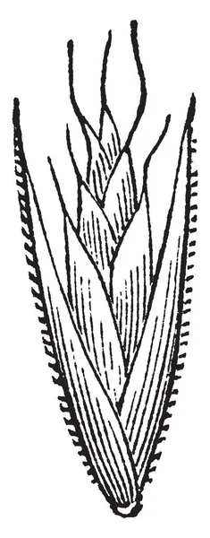Изображение Дикого Овса Травы Положение Бутона Снаружи Мягкое Верхняя Сторона — стоковый вектор