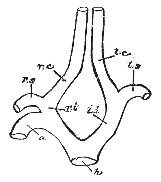 Questa Immagine Rappresenta Arterie Carotide Degli Uccelli Disegno Linee Vintage — Vettoriale Stock