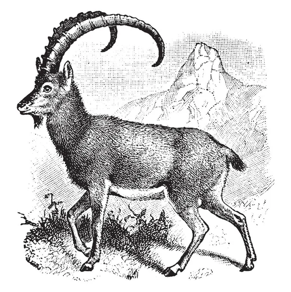 野生山羊是一种广泛分布的山羊品种 从欧洲 复古线条画或雕刻插图 — 图库矢量图片