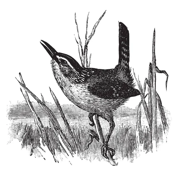 沼泽雷恩是一个小北美的小鸟的雷恩家庭 复古线条画或雕刻插图 — 图库矢量图片