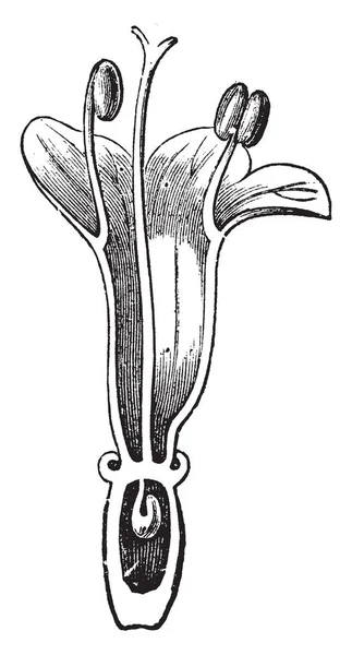 Αυτή Είναι Μια Εικόνα Του Λουλούδι Βαλεριάνα Βαλεριάνα Είναι Φυτό — Διανυσματικό Αρχείο