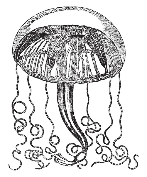 Carmarina Одна Trachomedusae Винтажных Линий Рисунка Очаровательной Иллюстрации — стоковый вектор