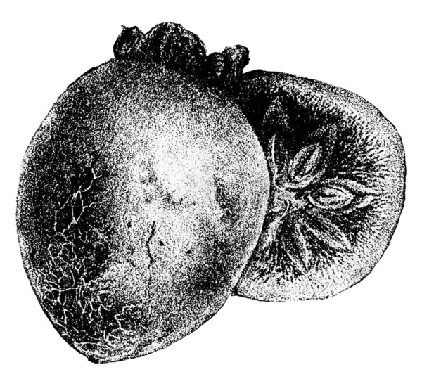カキノキ品種の柿を示す画像 果実は つ半から インチ ビンテージの線描画や彫刻イラストです — ストックベクタ