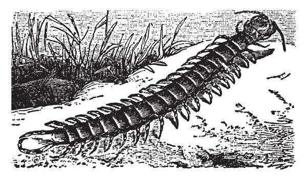 Géant Centipede Est Ver Ayant Une Longue Ligne Mince Dessin — Image vectorielle