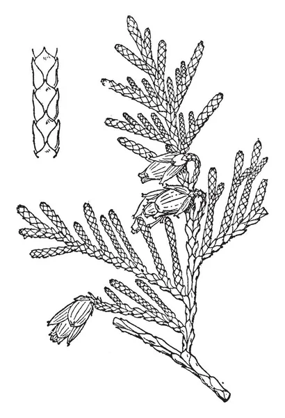 Thuja 通常針葉樹である木 ビンテージの線描画や彫刻イラストの品種です — ストックベクタ