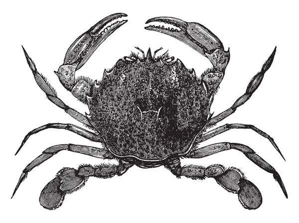 Lady Crab Com Pequenos Pinchers Desenho Linha Vintage Gravura Ilustração —  Vetores de Stock