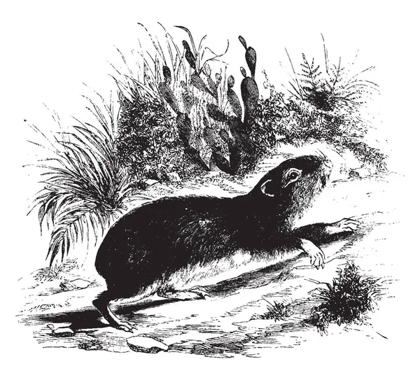 Rock Cavy Una Especie Cavy Endémica Del Este Brasil Dibujo — Archivo Imágenes Vectoriales