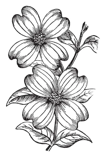 在这幅画中有一些叶子围绕着两朵花 展示了那朵花的特征 复古线条画或雕刻插图 — 图库矢量图片