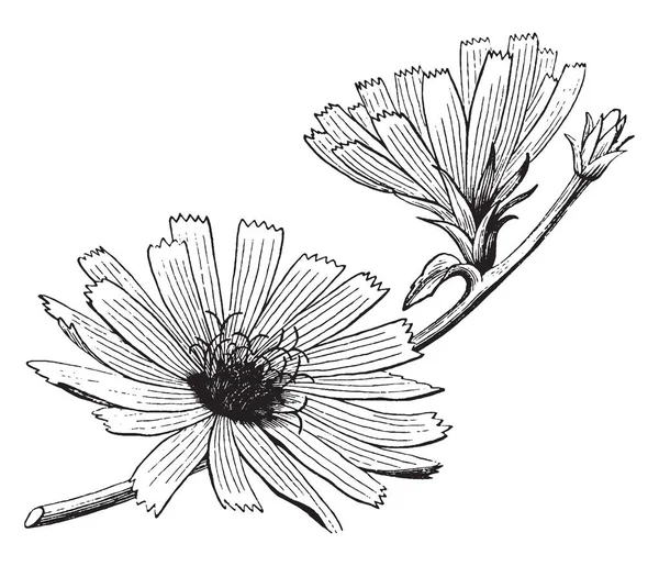 一幅画显示 Chickory 这些花是明亮的蓝色 很少白色或粉红色 它开花从7月到10月和花瓣有齿鳞片在顶部 复古线条画或雕刻插图 — 图库矢量图片