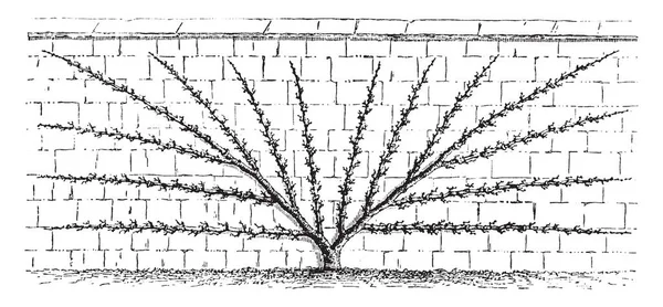 这个插图代表了梨树的风扇训练 这是更好地适应墙壁 复古线条画或雕刻插图 — 图库矢量图片