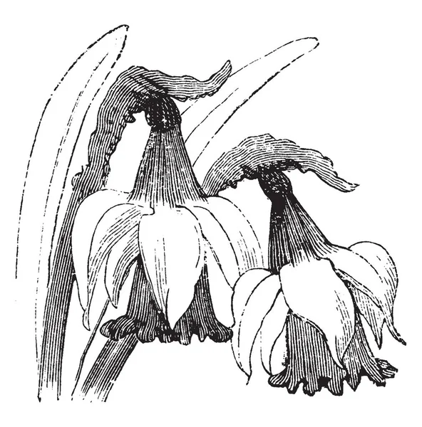 Type Variété Naricissus Pseudo Appelé Narcissus Minor Nanus Dessin Ligne — Image vectorielle