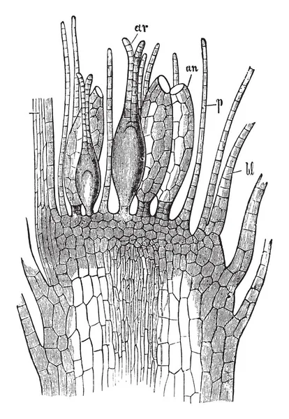 これは 苔の花です それは通常彫刻イラスト ヴィンテージ線画またはマット濃い緑の群生で育つ — ストックベクタ