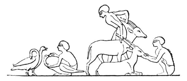 Догляд Тваринами Вінтажні Гравіровані Ілюстрації — стоковий вектор