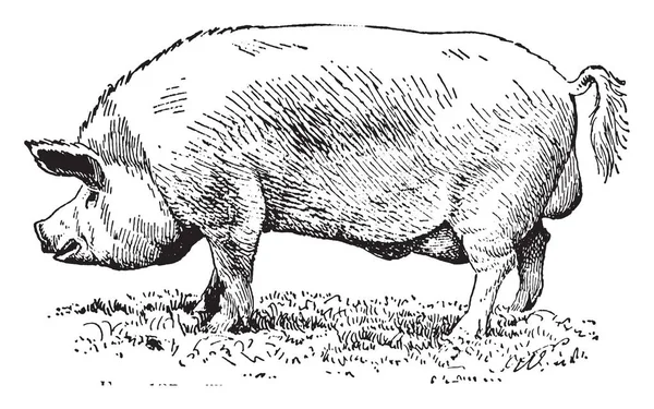 约克郡猪这是最好的培根 复古线画或雕刻插图 — 图库矢量图片