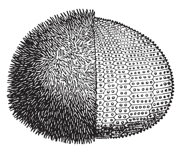 これらのウニとして知られている Echinus Esculentus または一般的なウニ それは西ヨーロッパにあります ポルトガル スペイン フランス ベルギー オランダ — ストックベクタ