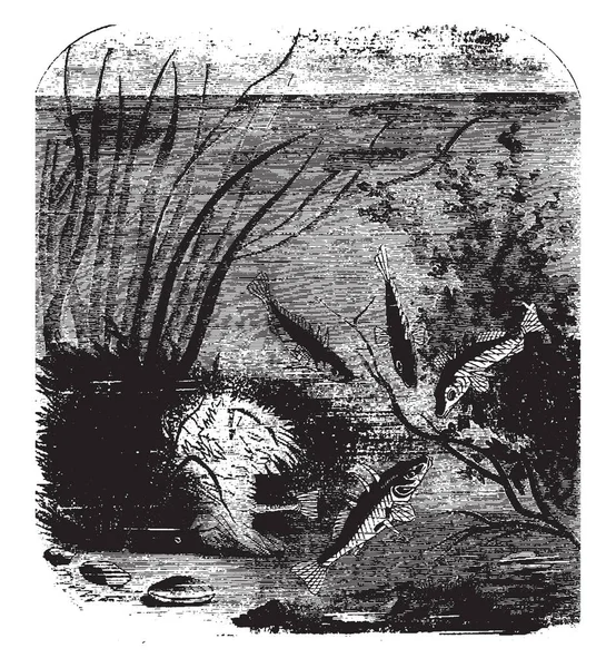 Цій Ілюстрації Представляє Колюшки Гніздо Vintage Штриховий Малюнок Або Ілюстрація — стоковий вектор