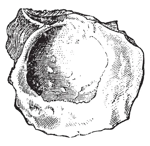 半叶菊是单角的双壳软体动物属 复古线条绘画或雕刻插图 — 图库矢量图片