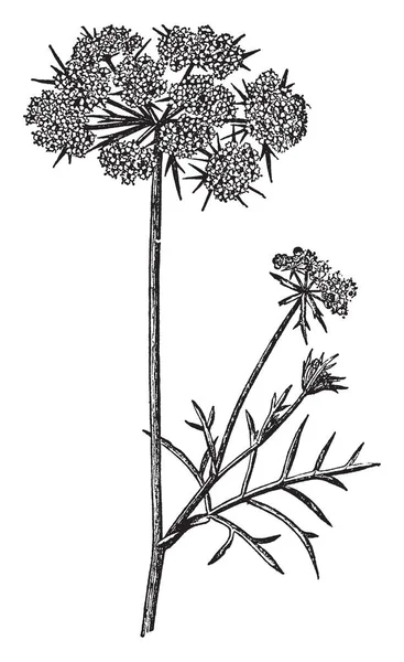 Usine Carottes Est Bisannuelle Plante Initiera Pas Capitule Avant Deuxième — Image vectorielle