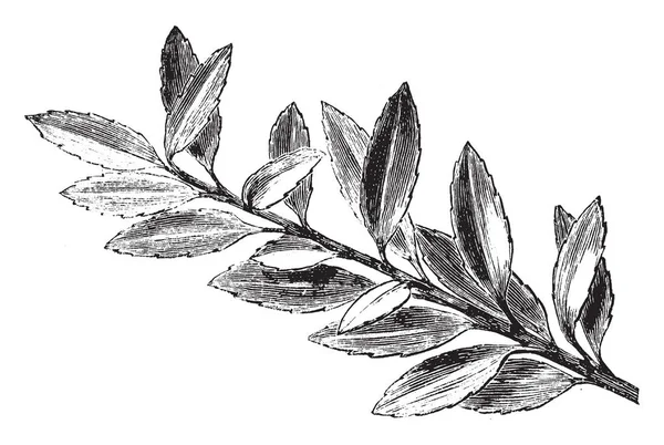 Les Feuilles Cette Plante Sont Jaunes Vertes Originaire Cette Plante — Image vectorielle