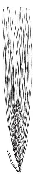 Пшеница Короткая Длинные Волосы Похожая Кукурузу Винтажный Рисунок Линии Очаровательную — стоковый вектор