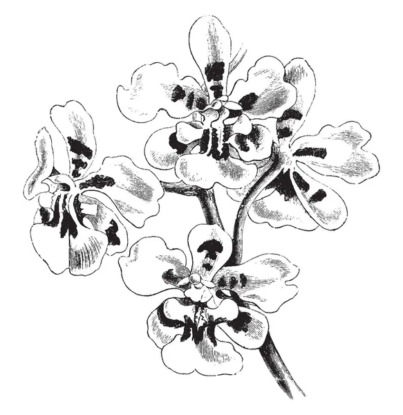 Les Fleurs Oncidium Excavatum Sont Jaune Doré Sont Tachetées Tachetées — Image vectorielle