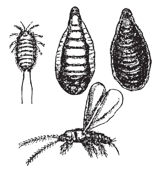 Aspidiotus Citricola Byl Nalezen Importované Citrony Jacksonville Vintage Kreslení Čar — Stockový vektor