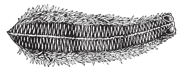 Questa Illustrazione Rappresenta Lato Inferiore Una Stella Pesce Disegno Linee — Vettoriale Stock