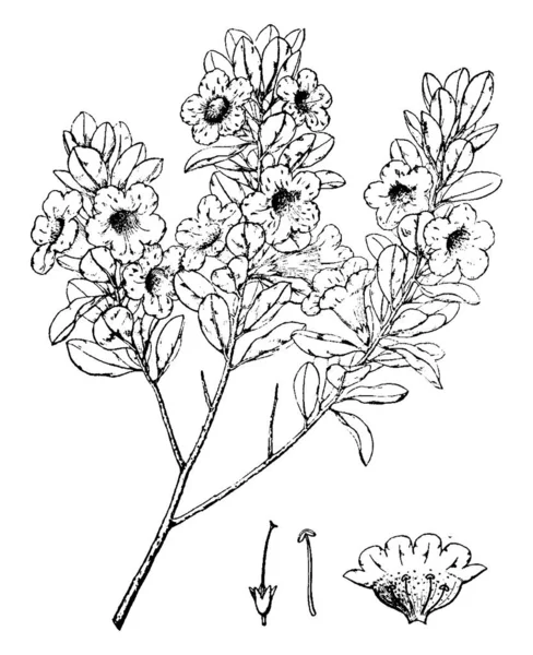 Leucophyllum Texanum Virágok Vintage Sor Rajz Vagy Vésése Illusztráció — Stock Vector