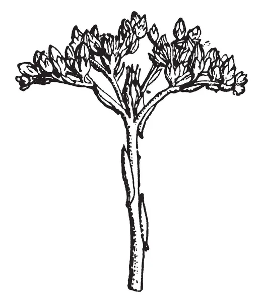 画像は Houseleek の若い芽を示しています Houseleeks 多年生の植物が 結実のロゼットの房として成長します 各ロゼットは横ロゼット ビンテージの線描画や彫刻イラストで無性に伝達されます — ストックベクタ