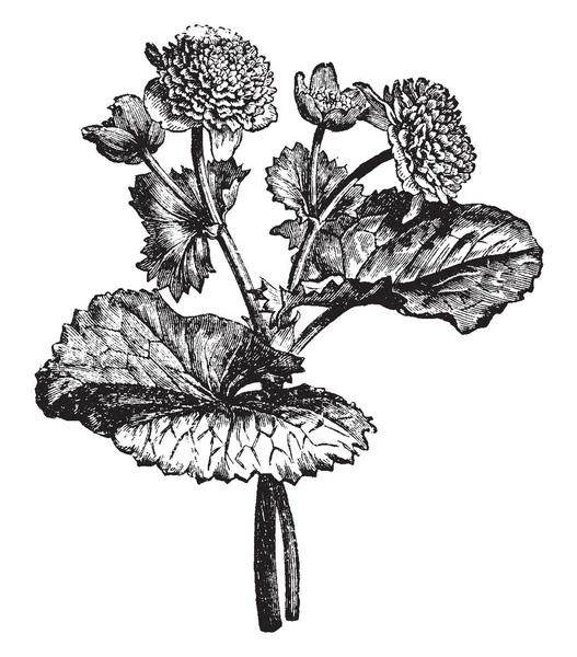 Bu bir Caltha Pulstris Monstrosa Plena dalıdır. Bir çiçekli bitki su-sevgi dolu ve olarak da bilinen Marsh kadife çiçeği, vintage çizgi çizme veya oyma illüstrasyon.