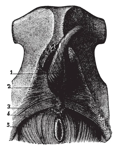 Esta Ilustración Representa Músculos Salida Pélvica Dibujo Línea Vintage Ilustración — Vector de stock