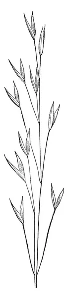 这幅画显示燕麦草 叶子很小 树枝也小而薄 复古线画或雕刻插图 — 图库矢量图片