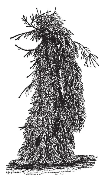 Weeping Norway Spruce Uma Árvore Choro Mais Dura Funciona Bem —  Vetores de Stock