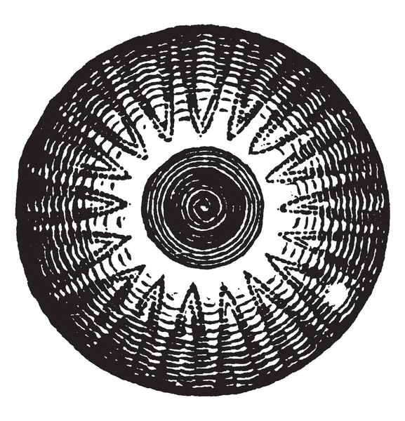 Перламутровая Бабочка Peridroma Saucia Рисунок Винтажных Линий Гравировка — стоковый вектор