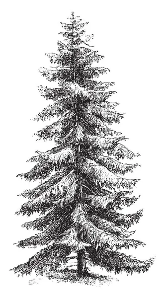维多利亚云杉是一种勃艮第的沥青树 其叶子散落在四边 复古线条画或雕刻插图 — 图库矢量图片