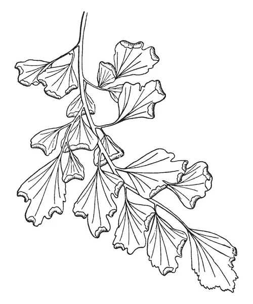 Una Foto Raffigurante Pinna Adiantum Capillus Veneris Foglie Sono Sei — Vettoriale Stock