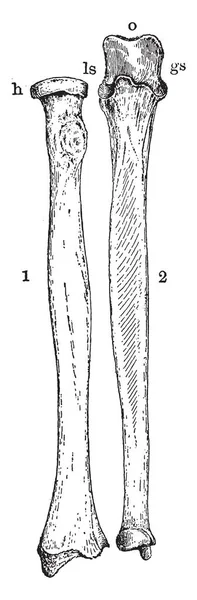 Esta Ilustração Representa Ulna Humano Raio Desenho Linha Vintage Gravura — Vetor de Stock